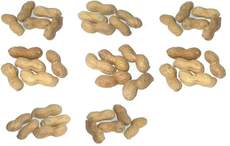 Erdnüsse-8x5.jpg